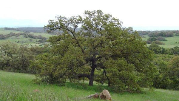 THIRD THURSDAY Nature Walk at the Santa Rosa Plateau