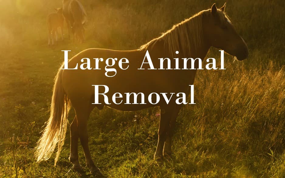Large Animal Removal Temecula