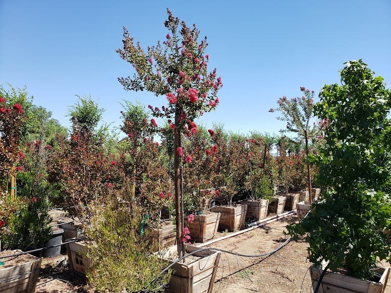 DLM Nursery