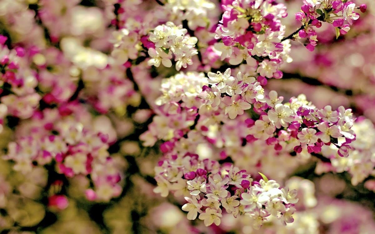 Eternal Bloom Flowers