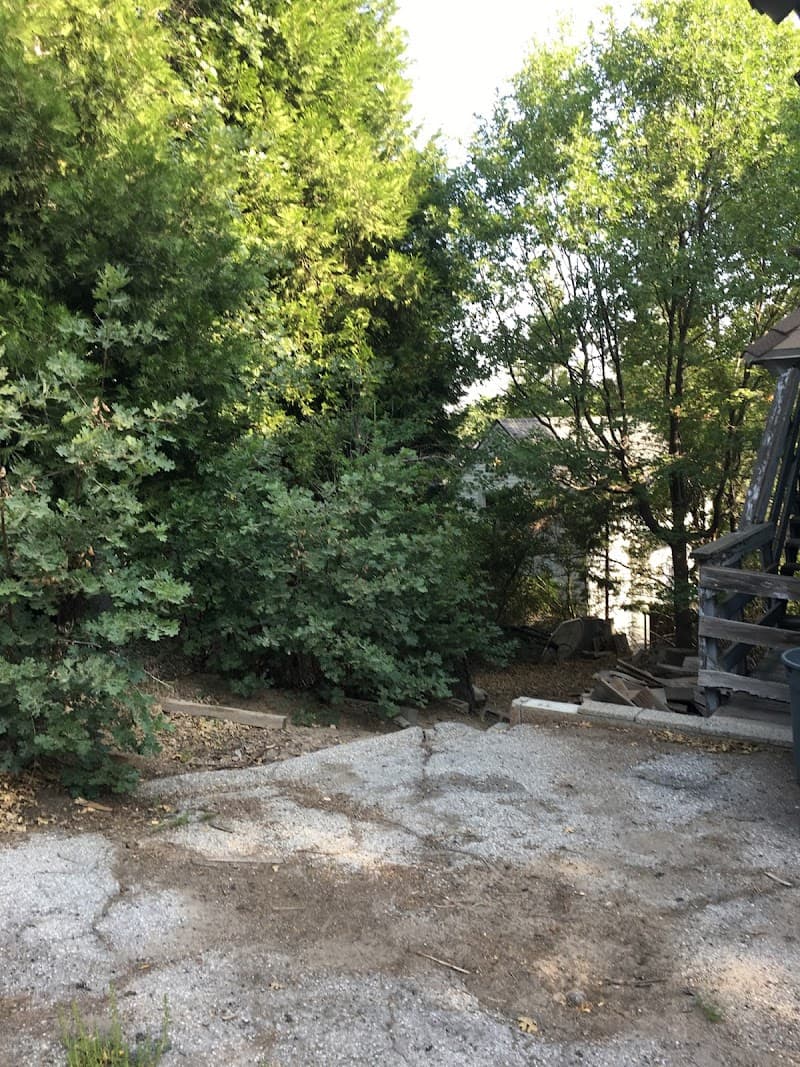 Forest/desert yard work
