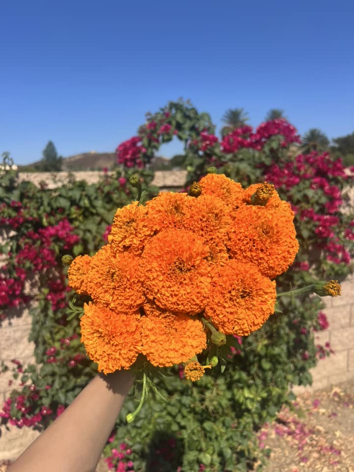 Gardania’s Flower Market