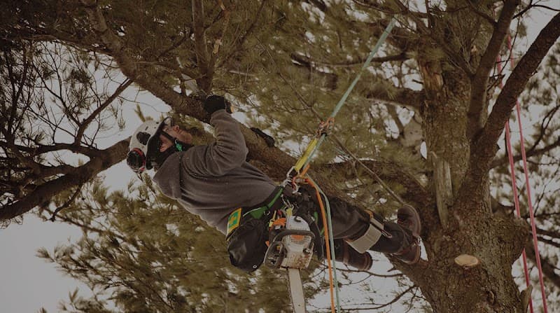 JP Tree Service