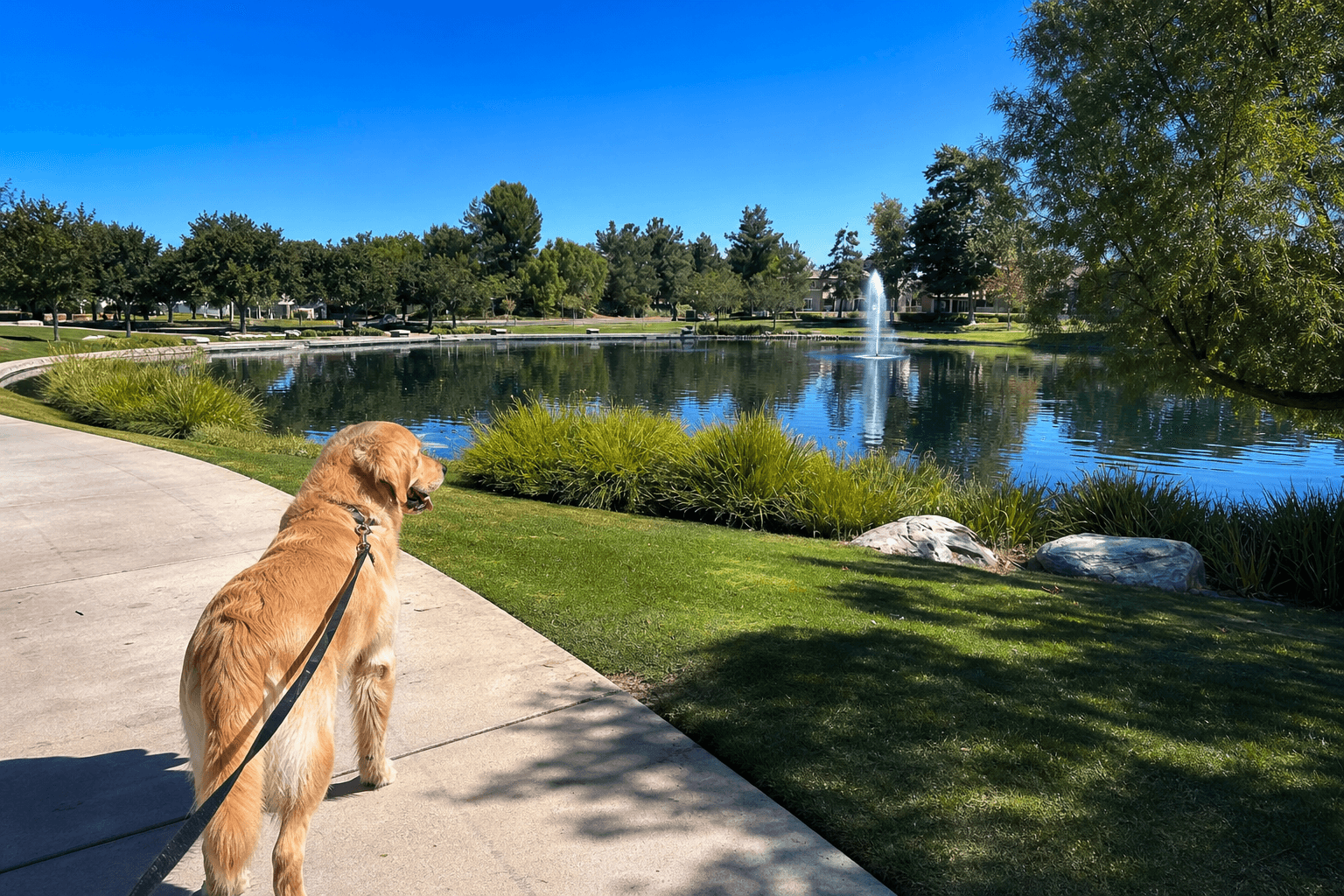 Harveston lake algae bloom closes Temecula park walking path