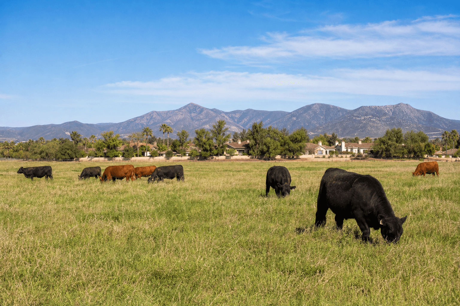 Cattle grazing in an open grass pasture in Temecula Valley on a clear day.