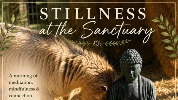 Stillness at the Sanctuary